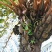 Cynorkis_inermis_ORCHIDOIDEAE_Indigene_Reunion_MB3_0561.jpg
