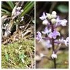 Cynorkis_ridleyi_ORCHIDOIDEAE_Indigene_Reunion_20221221_172613.jpg