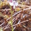 Cynorkis_rosellata_ORCHIDOIDEAE_Indigene_Reunion_20221220_113534.jpg