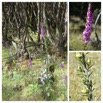 Digitalis_purpurea_Digitale_pourpre_(fruits_en_forme_de_capsules)_PLANTAGINACEAE_EE_20221221_172153.jpg
