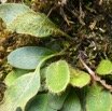 Elaphoglossum_spatulatum_DRYOPTERIDACEAE_Indigène_Reunion_P1050542.jpg