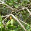 Geniostoma_pedunculatum_Petit_bois_de_rat_LOGANIACEAE_Endemique_Reunion_Maurice_P1050563.jpg