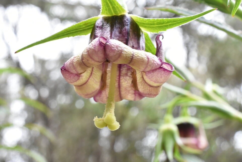 Heterochaenia_ensifolia_CAMPANULACEAE_Endemique_Reunion(2)_MB3_0649.jpg