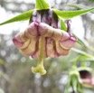 Heterochaenia_ensifolia_CAMPANULACEAE_Endemique_Reunion(2)_MB3_0649.jpg
