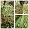 Heterochaenia_ensifolia_CAMPANULACEAE_Endemique_Reunion(3)_20221221_172233.jpg
