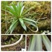 Heterochaenia_rivalsii_CAMPANULACEAE_Endemique_Reunion_20221221_172406.jpg