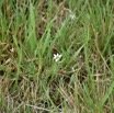 Sisyrinchium_micrantha_IRIDACEAE_EE_MB3_0660.jpg