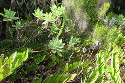 14 Helichrysum heliotropifolium - Velours blanc -ASTERACEE - Endémique  +  Parablechnum marginatum (ex. Blechnum marginatum) - Ø - Blechnaceae - Endémique La Réunion  + Orchidée