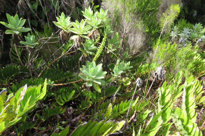 14 Helichrysum heliotropifolium - Velours blanc -ASTERACEE - Endémique  +  Parablechnum marginatum (ex. Blechnum marginatum) - Ø - Blechnaceae - Endémique La Réunion  + Orchidée