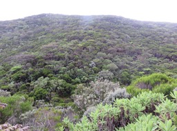 25 La forêt recouvrant les pitons alentour