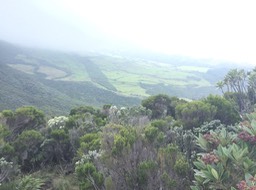38 Vue du sommet du Piton Rouge, en direction du sud