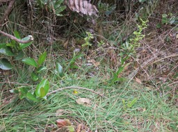 44  Habenaria frapieri - Ø - Orchidaceae