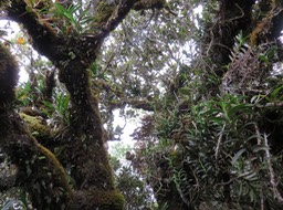 48 Bois de fer bâtard couché par un coup de vent ? abritant Bulbophyllums et autres orchidées