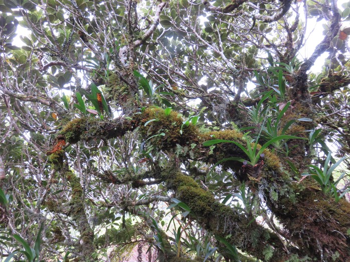 49  Bois de fer bâtard couché par un coup de vent ? abritant Bulbophyllums et autres orchidées