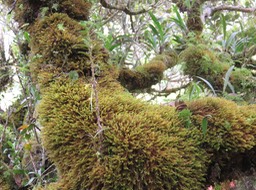 53 Angraecum costatum - Ø - Orchidaceae - Endémique La Réunion    Photos  Photo de Nicole CRESTEY ----------------     ??? Angraecum costatum Frapp. ex Cordem. Photo de A. FEMENIA  URLs xxxx Descriptifs mi-aime-a-ou Angraecum costatum Frapp. ex Cordem.    - Nom scientifique : Angraecum costatum Frapp. ex Cordem. - Synonyme : - Angraecum costatum J.M.C. Rich. ex Frapp. - Mystacidium costatum (Frapp. ex Cordem.) Cordem. - Ordre : Asparagales. - Famille : Orchidaceae - Orchidacées. - sous-famille : Epidendroideae. - Tribu : Vandeae. - Sous-tribu : Angraecinae. - Genre : Angraecum Bory. - Section : Lemurangis Garay. - Origine : Endémique La Réunion.   Origine de Angraecum costatum.  Angraecum costatum Frapp. ex Cordem., est une orchidée endémique de La Réunion présente dans les forêts humides de moyenne à haute altitude. Angraecum costatum appartient à la famille des Orchidaceae à la sous-famille des Epidendroideae à la tribu des Vandeae et au genre Angraecum Bory.  Genre Angraecum Bory.  Le genre Angraecum Bory comprend plus de 200 espèces d'orchidées épiphytes qui ne possèdent pas de pseudobulbes mais ont une tige à croissance monopodiale. Angraecum est la forme latinisée d'Anggrek, mot qui signifie orchidée.  Le naturaliste et géographe français Jean-Baptiste Bory de Saint-Vincent est le premier à décrire une espèce du genre, l'Angraecum eburneum, en 1805 d'après un spécimen découvert sur l'île de la Réunion. Le botaniste Aubert Du Petit-Thouars membre de l'Académie Royale des Sciences qui passa un séjour de neuf ans de 1793 à 1802 entre l'île de France, Fort Dauphin à Madagascar et La Réunion va à son tour découvrir une vingtaine d'espèces nouvelles.  Description de Angraecum costatum.  Angraecum costatum est une orchidée épiphyte qui développe une tige dressée, de 20 à 35 cm de hauteur. Les racines basales sont rampantes, fibreuses. Des racines sont présentes à toutes les hauteurs de la tige, les unes tendues latéralement, les autres tortillées sur elle, et glissant vers sa base.  Les feuilles alternes, distiques, espacées, horizontales ou réfléchies sont coriaces et rigides, à nervures plus où moins saillantes. Le limbe verf vif est lancéolé, émarginé obliquement au sommet, engainant à la base, à marge entière.  Inflorescence courte naissant le long de la tige entre les feuilles portant 1 à 2 petites fleurs vertes et inodores, accompagnées de bractées dont l'une avorte habituellement. Les sépales sont ovales-lancéolés, les pétales sublancéolés, plus petits que les sépales. Le label est naviculaire, c'est-à-dire concave et plus ou moins comprimé latéralement. L'éperon courbé, comprimé, à bout renflé en massue est de même longueur que le label.  Le fruit est une capsule ovoïde à 6 côtes de 10 à 15 mm de longueur pour un diamètre de 3 à 4 mm.  Floraison Angraecum costatum.  La floraison de Angraecum costatum s'étale de novembre à février.