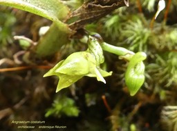 Angraecum costatum . orchidaceae .P1550942