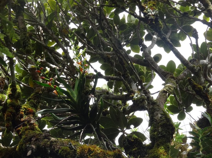 Beclardia macrostachya - EPIDENDROIDEAE - Indigène Réunion