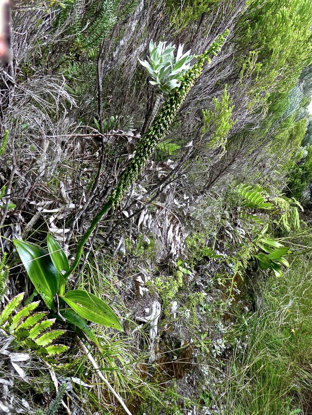 Benthamia latifolia . orchidaceae P1550681