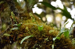 Benthamia nigrescens - ORCHIDOIDEAE - Indigène Réunion