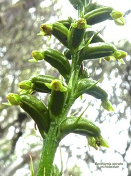 Benthamia spiralis P1550651