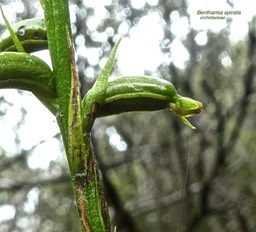 Benthamia spiralis P1550661