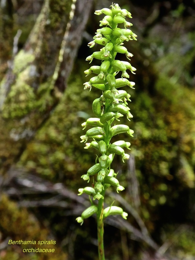 Benthamia spiralisP1550638