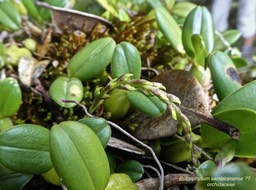 Bulbophyllum sambiranense ?? orchidaceae P1550874