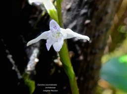 Cynorkis coccinelloides . orchidaceae .P1550583