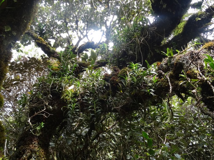 Des angraecum