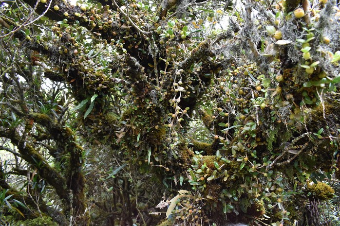 Des Bulbophyllum