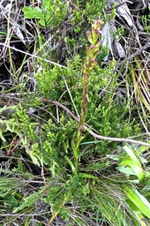 Disa borbonica . orchidaceae .endémique Réunion P1550805