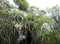 P1550674