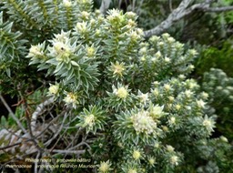 Phylica nitida .ambaville bâtard .P1550799