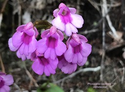 Physoceras castillonii ?? IMG_2249