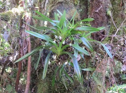 11 Jumellea triquetra- Ø - ORCHIDACEAE -
