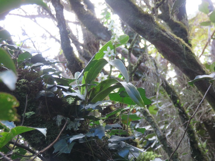 16 ??? Angraecum striatum - Ø - Orchidaceae