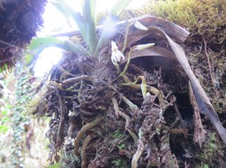 17 Jumellea triquetra- Ø - ORCHIDACEAE -
