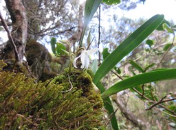 18 Jumellea triquetra- Ø - ORCHIDACEAE -