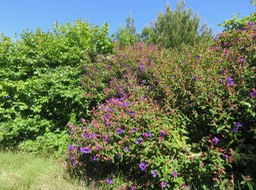 2 Tibouchina urvilleana - griffe le diable  -  - Exotique