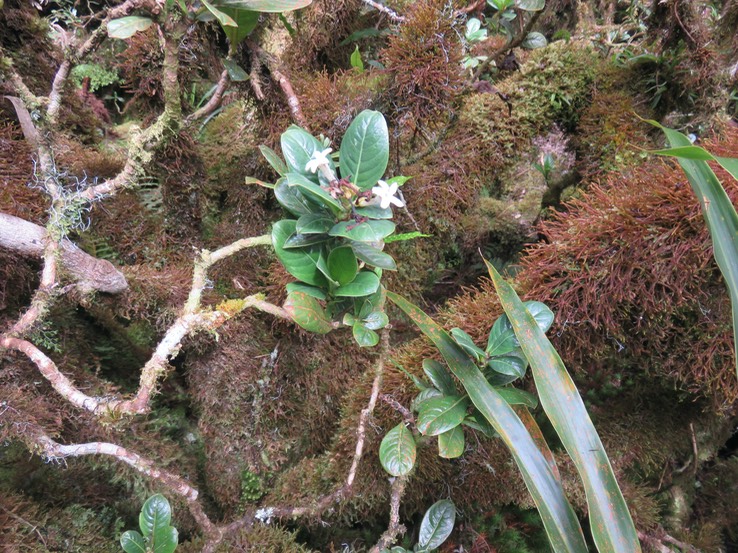 29 Chassalia gaertneroides - Bois de corail  des Hauts - Rubiaceae