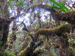 34 Jumellea triquetra- Ø - ORCHIDACEAE -
