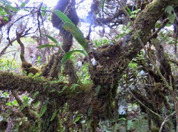 35 Jumellea triquetra- Ø - ORCHIDACEAE -