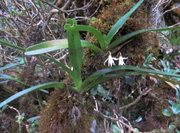 36 Jumellea triquetra- Ø - ORCHIDACEAE -
