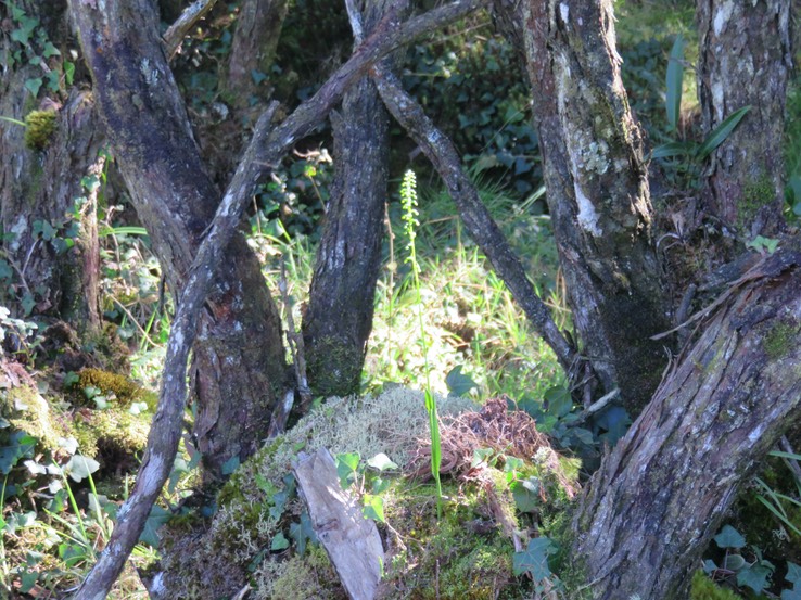 4 Benthamia sp.
