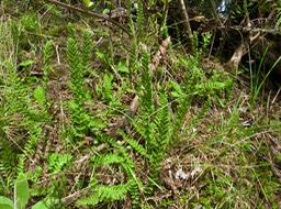 42 Mohria marginalis - SHIZAEACEA - Indigène Réunion