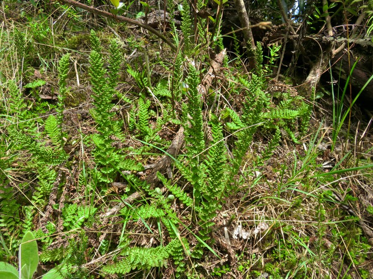 42 Mohria marginalis - SHIZAEACEA - Indigène Réunion