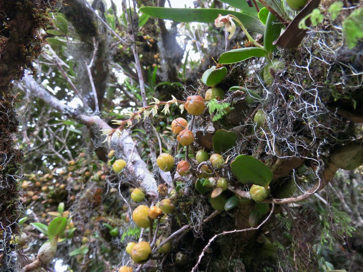 43 Bulbophyllum nutans - Ti carambole - Orchidaceae