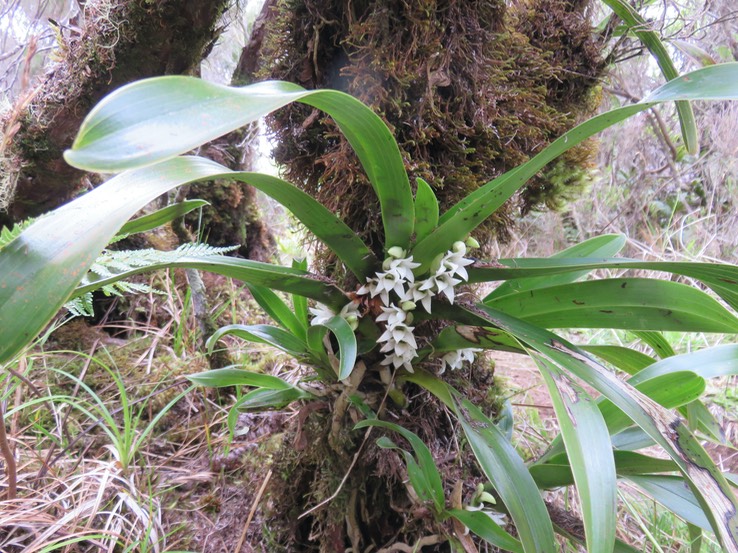 47 ??? Angraecum bracteosum - EPIDENDROIDEAE - Endémique Réunion