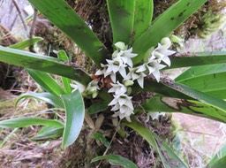 48 ??? Angraecum bracteosum - EPIDENDROIDEAE - Endémique Réunion