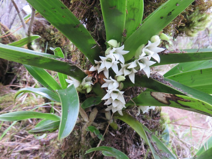 48 ??? Angraecum bracteosum - EPIDENDROIDEAE - Endémique Réunion
